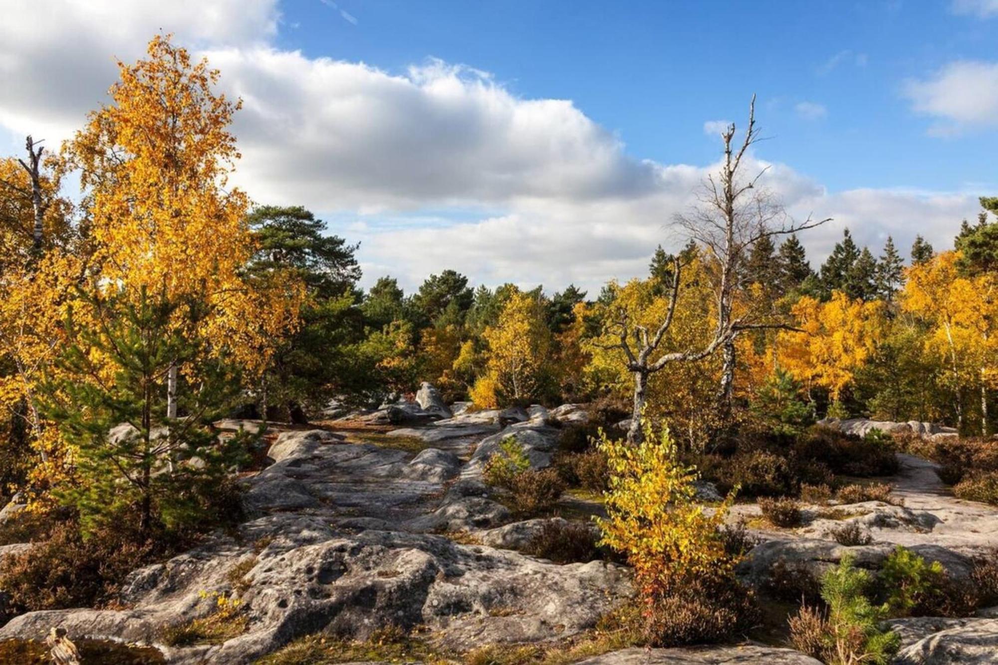 Vue Chateau Fontainebleau - Chez Lydia Eksteriør bilde
